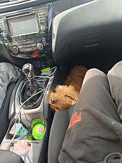 Donne Junior griffon fauve de Bretagne mâle 4 ans - Bouches du Rhône - Photo 4