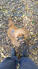 Donne Junior griffon fauve de Bretagne mâle 4 ans - Bouches du Rhône - Photo 5