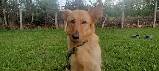 Donne berger allemand beige mâle 6 ans - Cantal