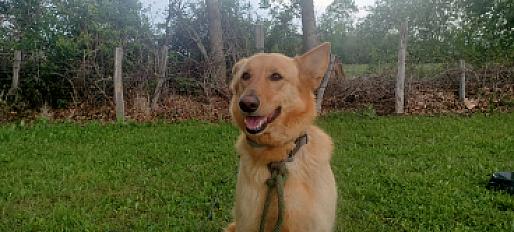 Donne berger allemand beige mâle 6 ans - Cantal - Photo 2