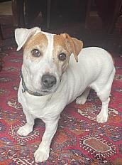 Donne Bobby jack russell 12 ans - Paris