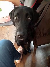 Donne Naiade labrador retriever femelle - Seine-et-Marne - Photo 2