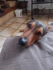 Donne Red beauceron x malinois mâle  6 ans - Aude - Photo 2