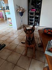 Donne Red beauceron x malinois mâle  6 ans - Aude - Photo 3