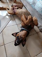 Donne Red beauceron x malinois mâle  6 ans - Aude - Photo 4