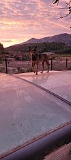 Donne Red beauceron x malinois mâle  6 ans - Aude - Photo 5