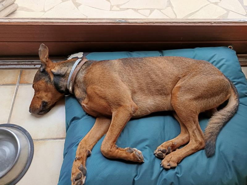 Donne Red beauceron x malinois mâle  6 ans - Aude