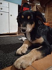 Donne beauceron x berger allemand femelle 2 ans - Ariège - Photo 2
