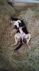Donne beauceron x berger allemand femelle 2 ans - Ariège - Photo 3