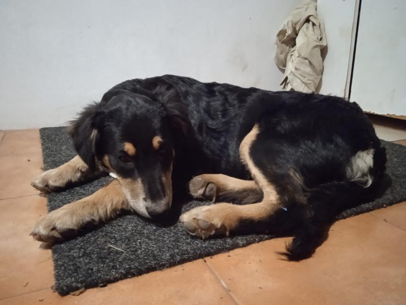 Donne beauceron x berger allemand femelle 2 ans - Ariège