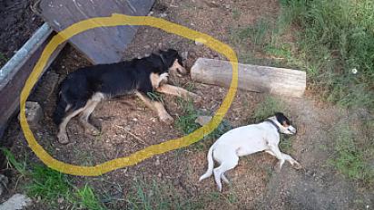 Donne beauceron x berger allemand femelle 2 ans - Ariège - Photo 4