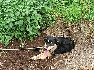 Donne beauceron x berger allemand femelle 2 ans - Ariège - Photo 5