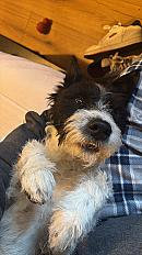 Donne chien fox terrier mâle 4 ans - Rhône - Photo 2