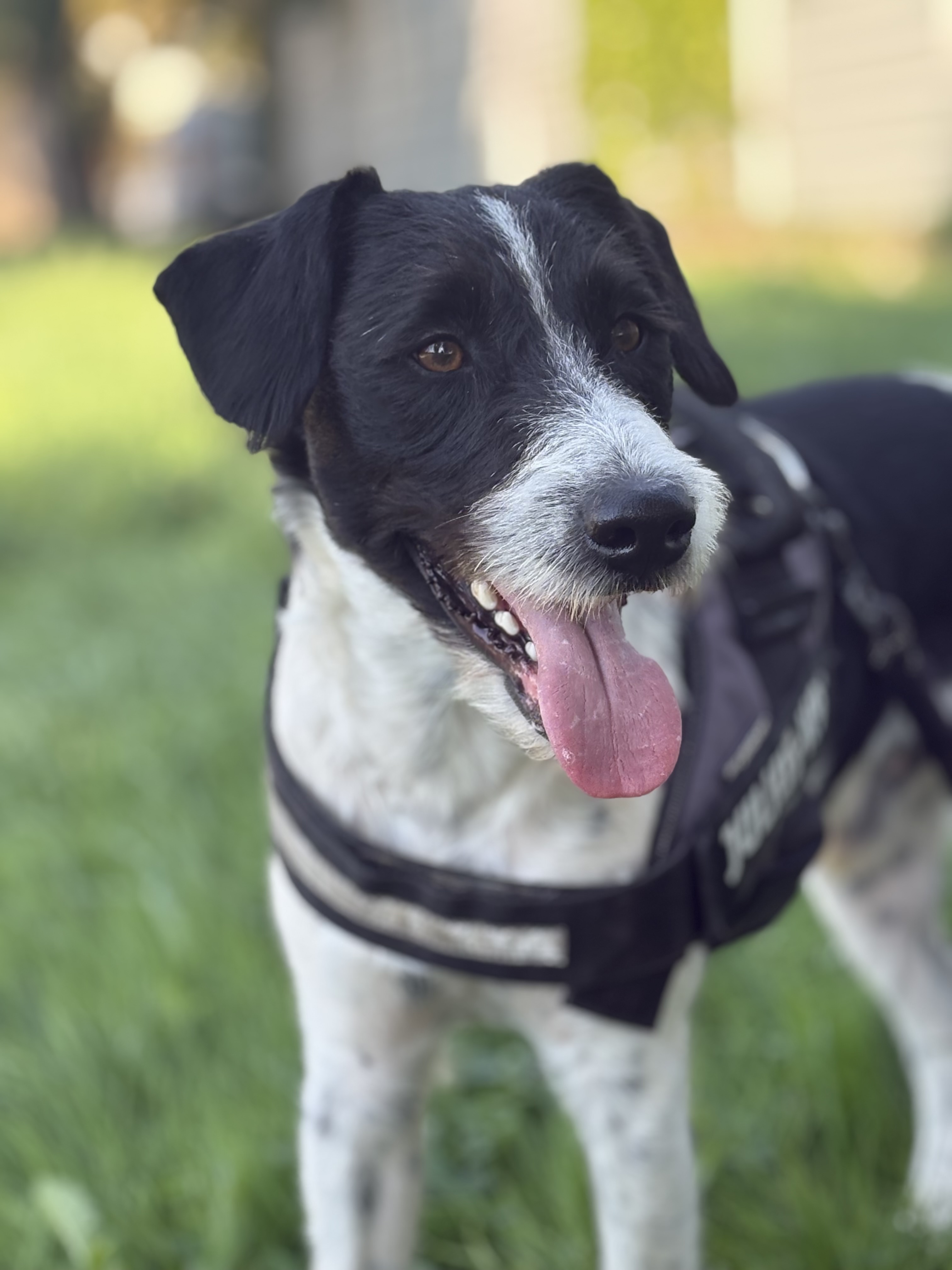Donne chien fox terrier mâle 4 ans - Rhône