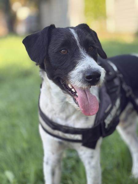 Donne chien fox terrier mâle 4 ans - Rhône