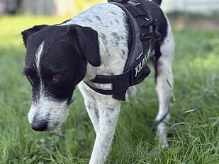 Donne chien fox terrier mâle 4 ans - Rhône - Photo 3
