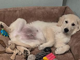 Donne Golden Retriever 7 mois mâle - Loire