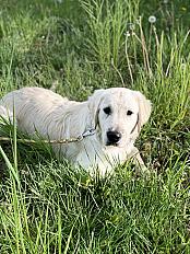 Donne Golden Retriever 7 mois mâle - Loire - Photo 2