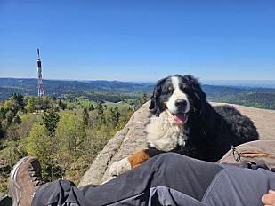 Donne Bouvier Bernois femelle stérilisée 6 ans - Haut Rhin