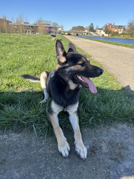 Donne berger allemand croisé malinois 2 ans - Aisne