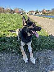 Donne berger allemand croisé malinois 2 ans - Aisne