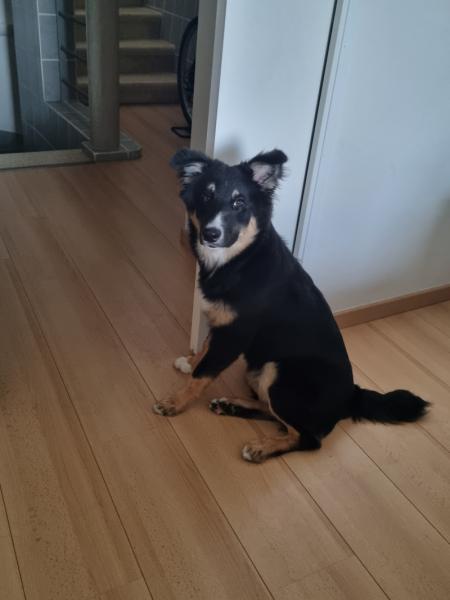 Donne Salto border collie croisé mâle 3 ans - Bouches-du-Rhone