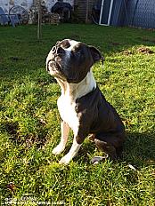 Donne american staff terrier adulte - Ain - Photo 2