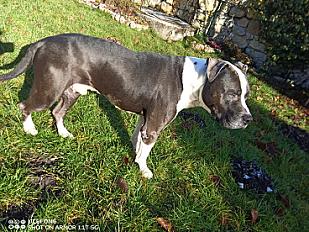 Donne american staff terrier adulte - Ain