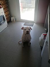 Donne Bulldog Américain Femelle de 8 ans - Meuse - Photo 2