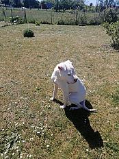 Donne Bulldog Américain Femelle de 8 ans - Meuse - Photo 3