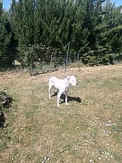 Donne Bulldog Américain Femelle de 8 ans - Meuse - Photo 4