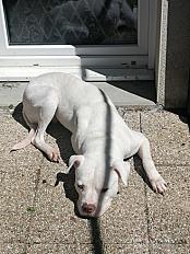 Donne Bulldog Américain Femelle de 8 ans - Meuse - Photo 5