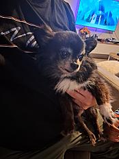 Donne chihuahua mâle adulte - Hauts de Seine