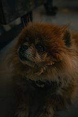 Donne spitz nain femelle 8 ans - Pyrénées Orientales - Photo 2