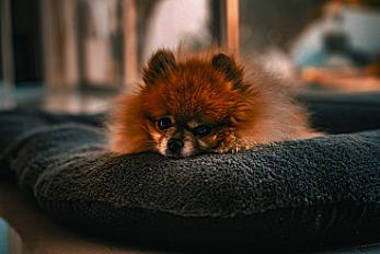 Donne spitz nain femelle 8 ans - Pyrénées Orientales