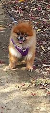 Donne spitz nain femelle 8 ans - Pyrénées Orientales - Photo 3