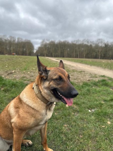 Donne Malinois femelle de 3 ans - Ile de France