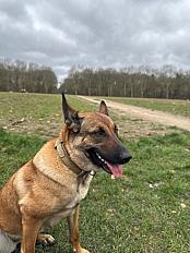 Donne Malinois femelle de 3 ans - Ile de France