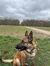 Donne Malinois femelle de 3 ans - Ile de France - Photo 2