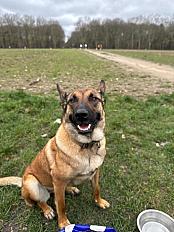 Donne Malinois femelle de 3 ans - Ile de France - Photo 3