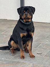 Donne Rottweiler contre bon soin mâle 1 an - Loire