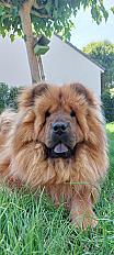 Donne Chow-Chow male de 4 ans - Ardèche - Photo 3