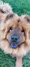 Donne Chow-Chow male de 4 ans - Ardèche - Photo 2