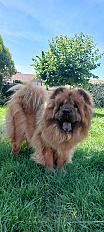 Donne Chow-Chow male de 4 ans - Ardèche - Photo 4