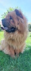 Donne Chow-Chow male de 4 ans - Ardèche - Photo 5
