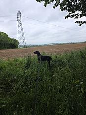Donne Dobermann male de 6 mois - Calvados - Photo 2
