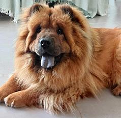Donne Chow-Chow male de 4 ans - Ardèche