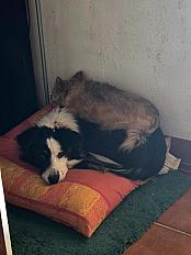 Donne border collie femelle 16 mois - Var - Photo 3