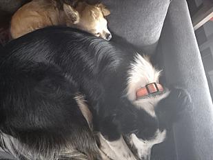 Donne border collie femelle 16 mois - Var - Photo 2