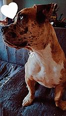 Donne Téo American Bully mâle 19 mois - Seine et Marne